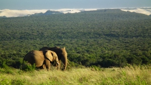 Elephants grazing in Addo National Park