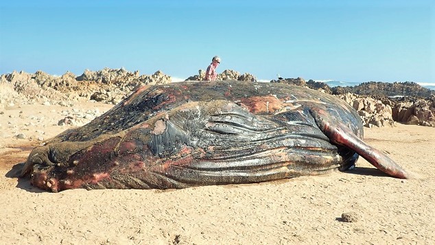 Stranded Humpback Whale 01